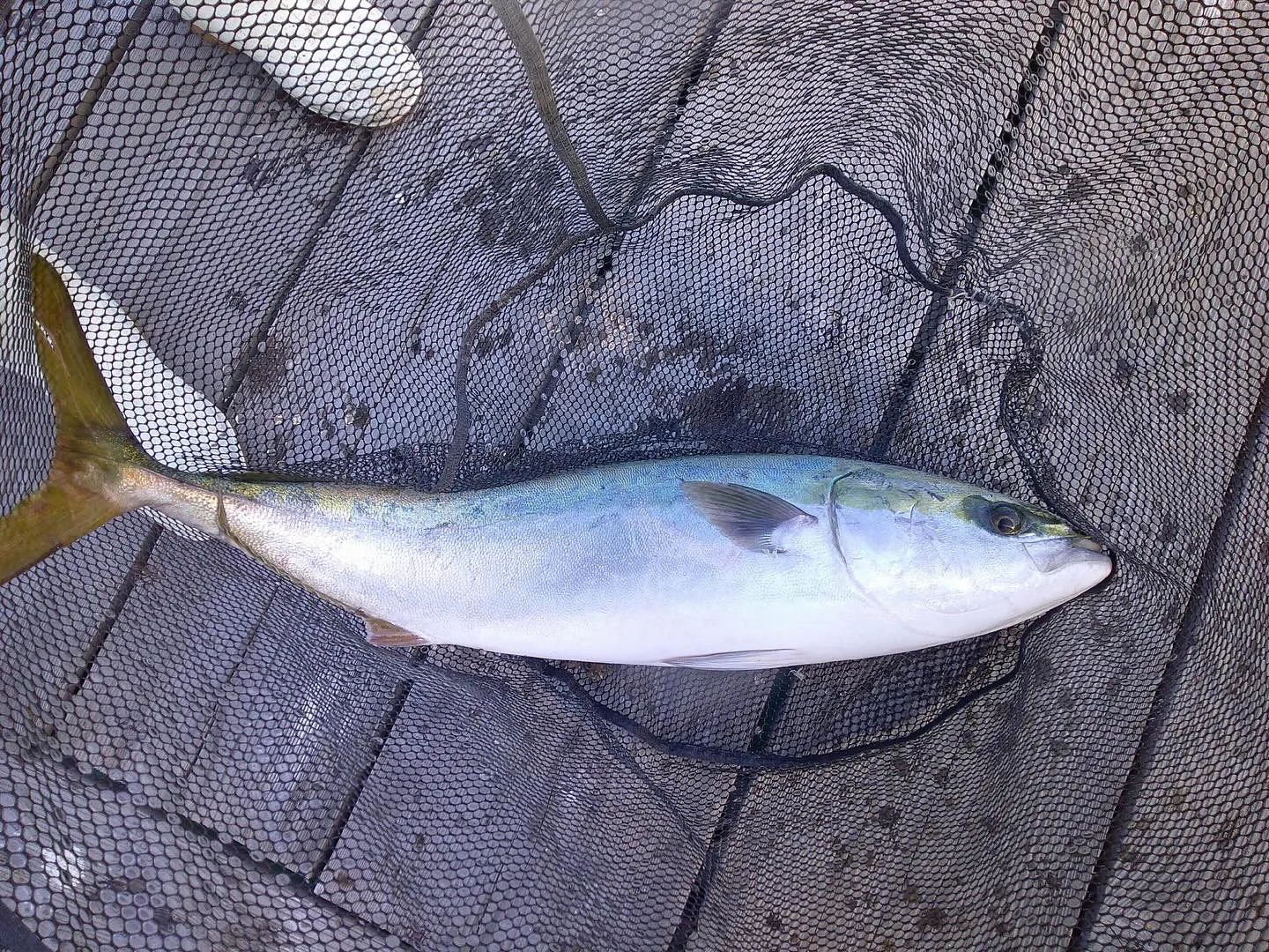 1/22(水) 入荷情報- ̗̀📣