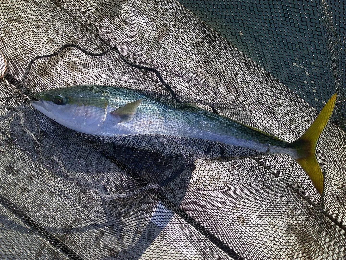 1/22(水) 入荷情報- ̗̀📣