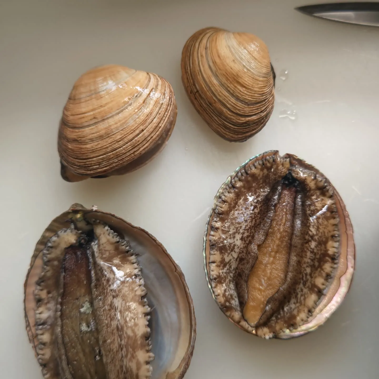 フィッシングパークトリトンです。