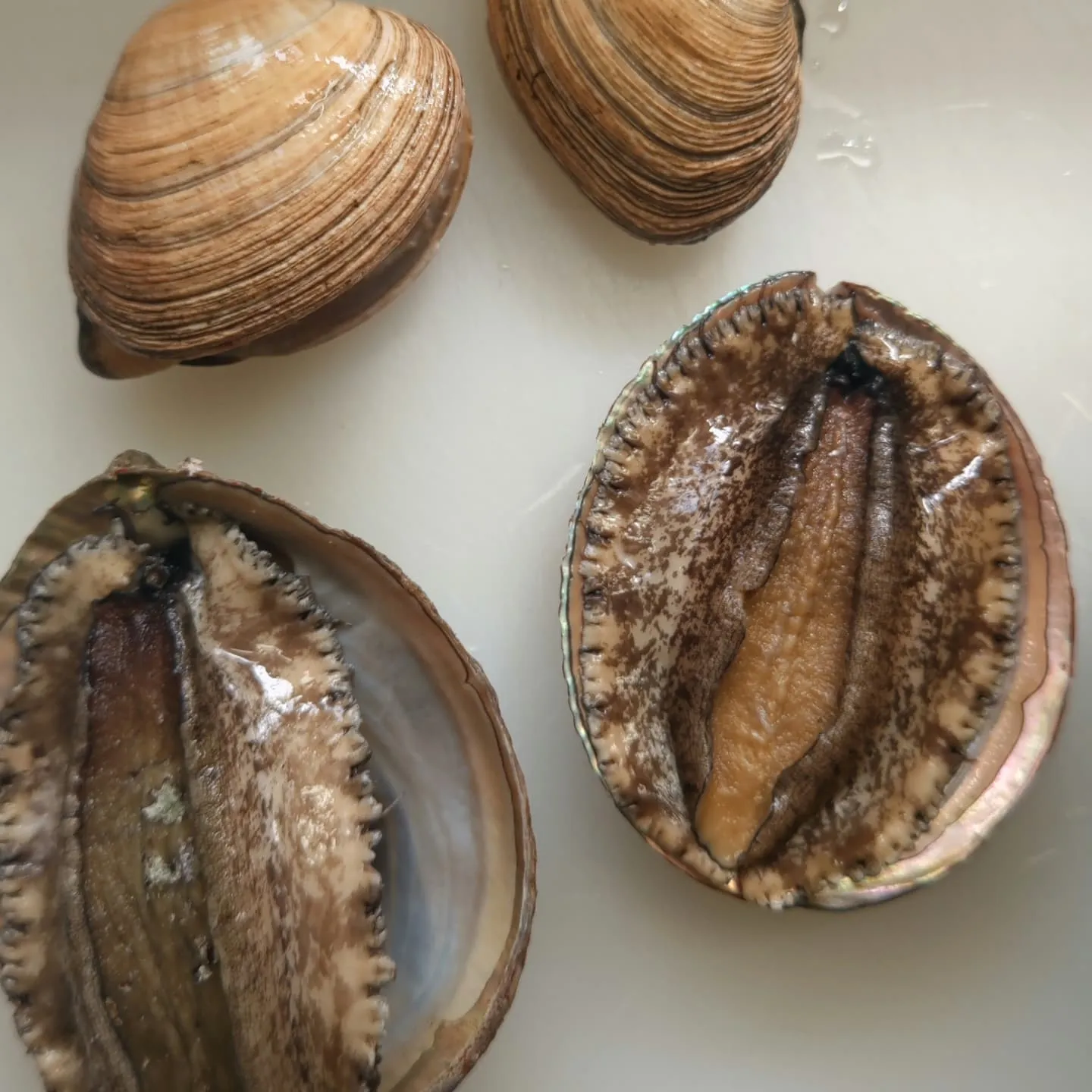 フィッシングパークトリトンです。