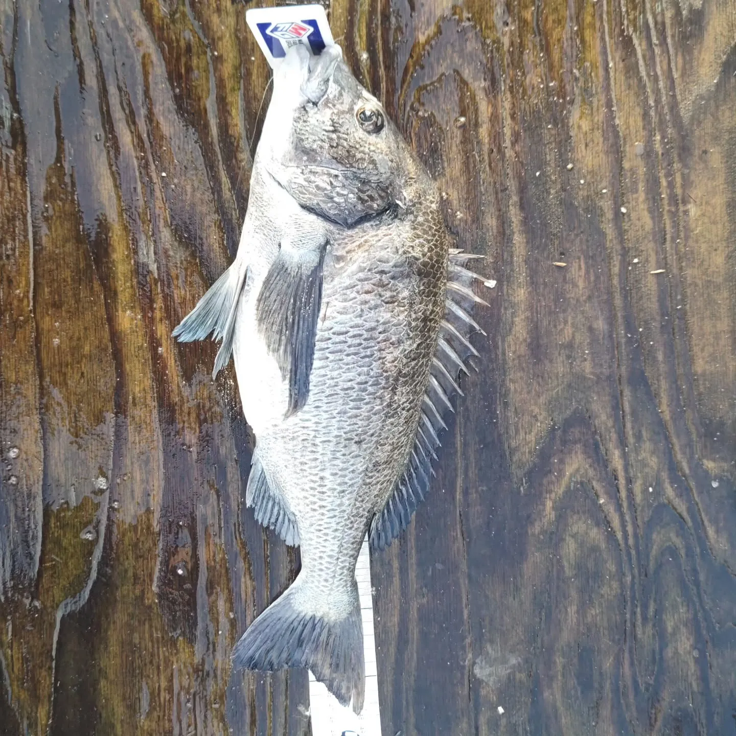 昨日のＭＦＧの様子(No.2)