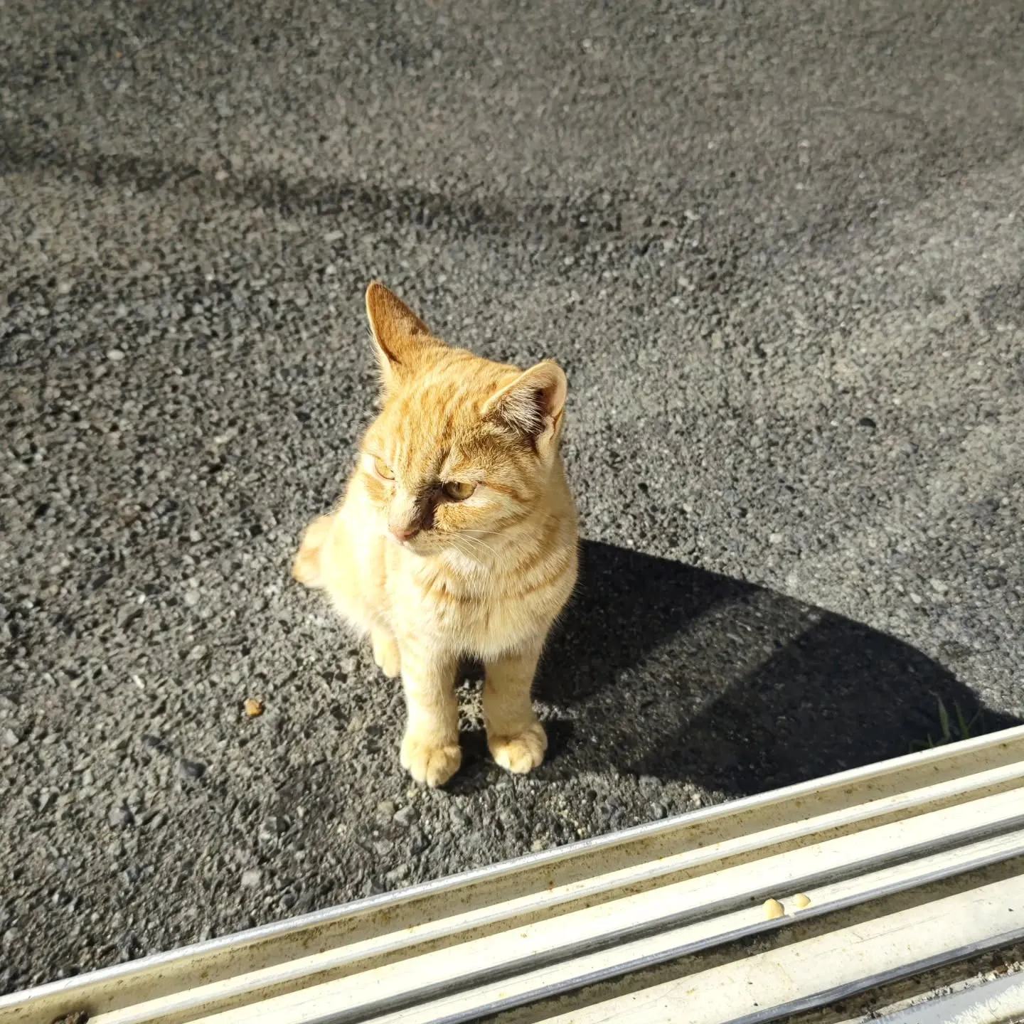 今日は週末の割にお客様が