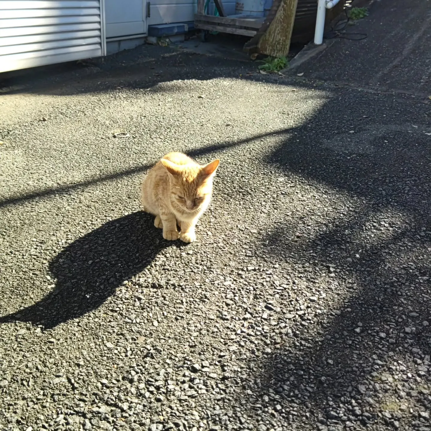 今日は週末の割にお客様が
