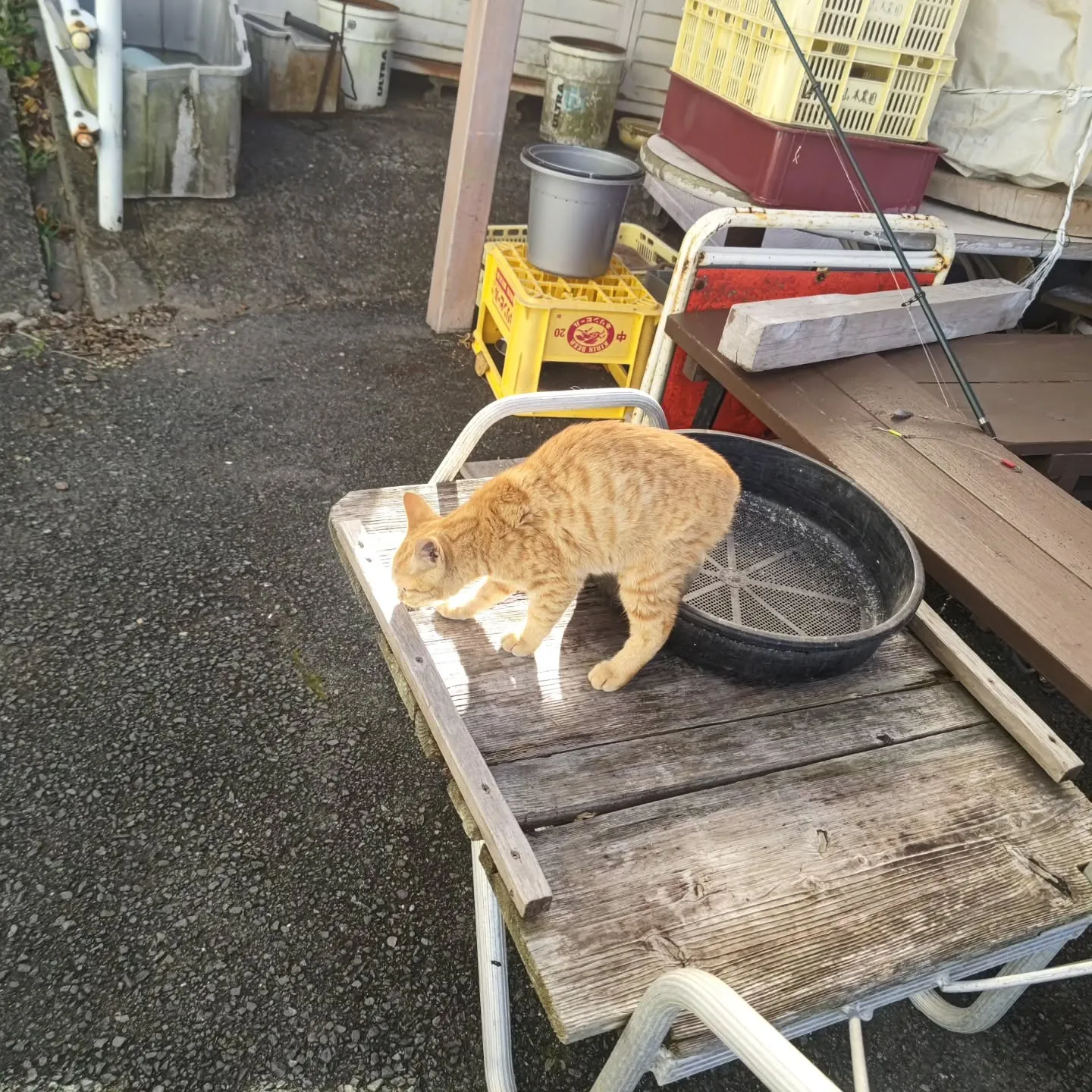 今日は週末の割にお客様が