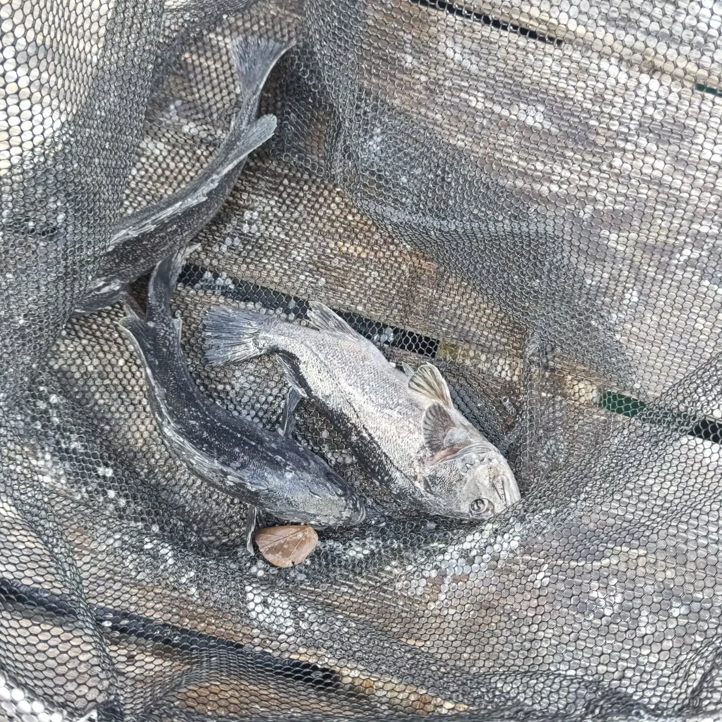 本日のお昼前に