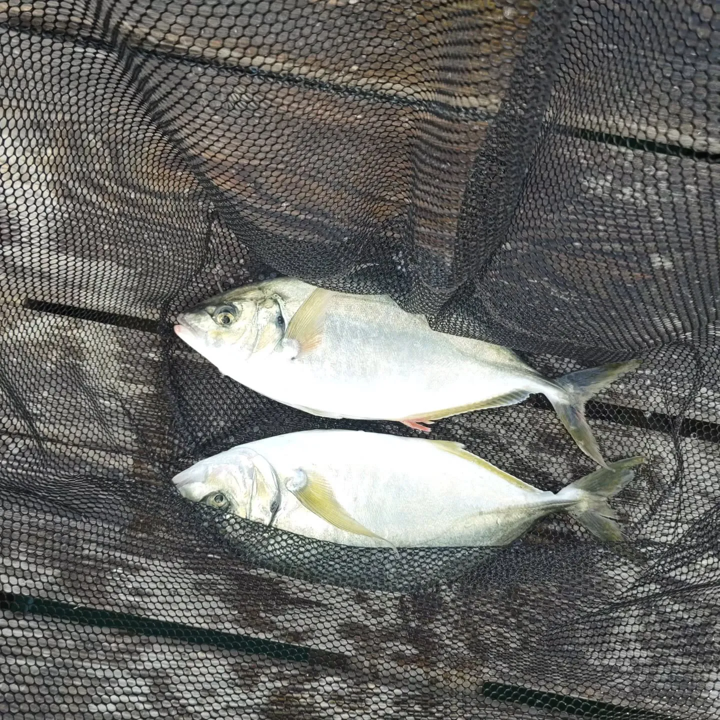 本日のお昼前に