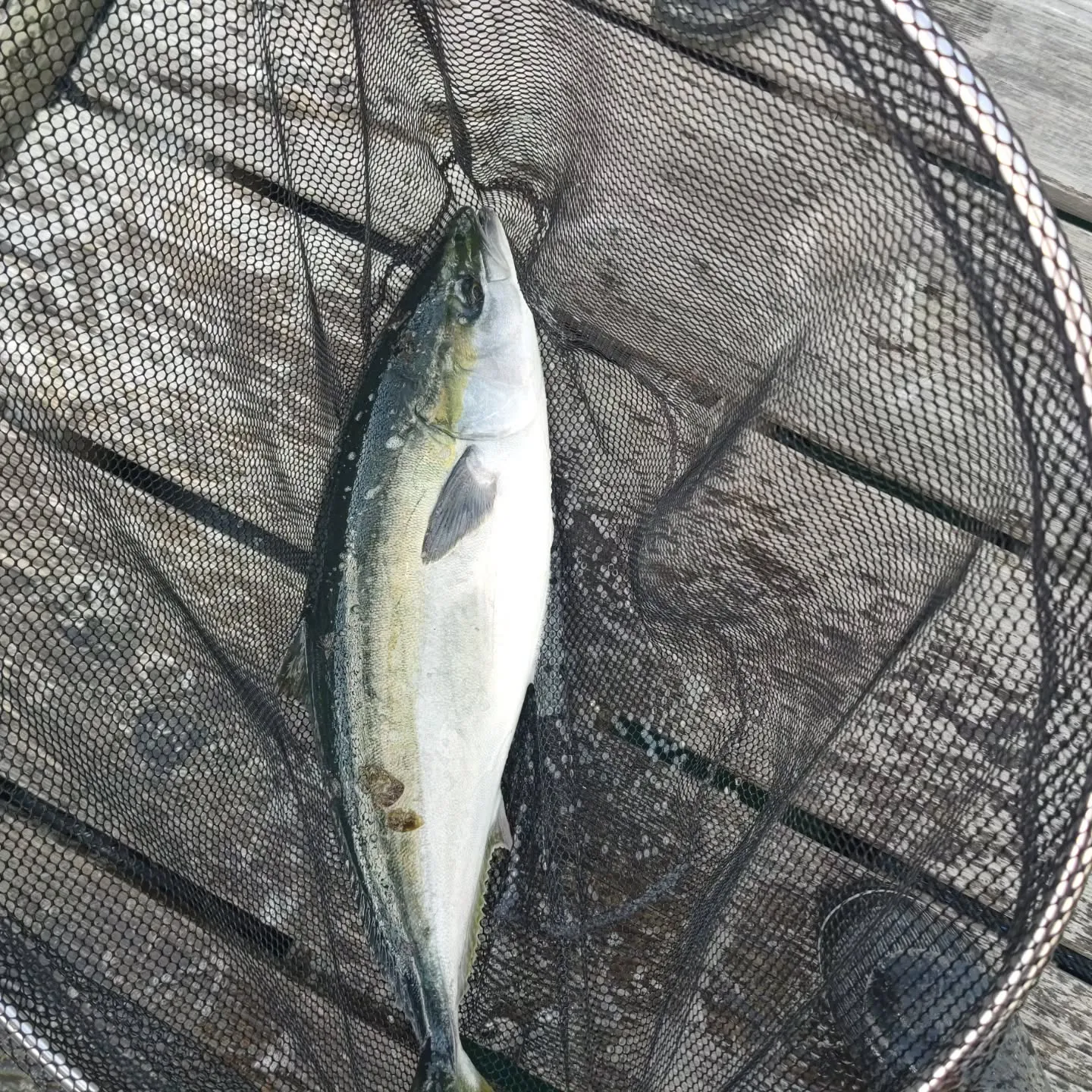 本日のお昼前に