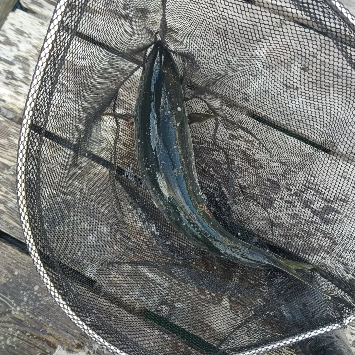 本日のお昼前に