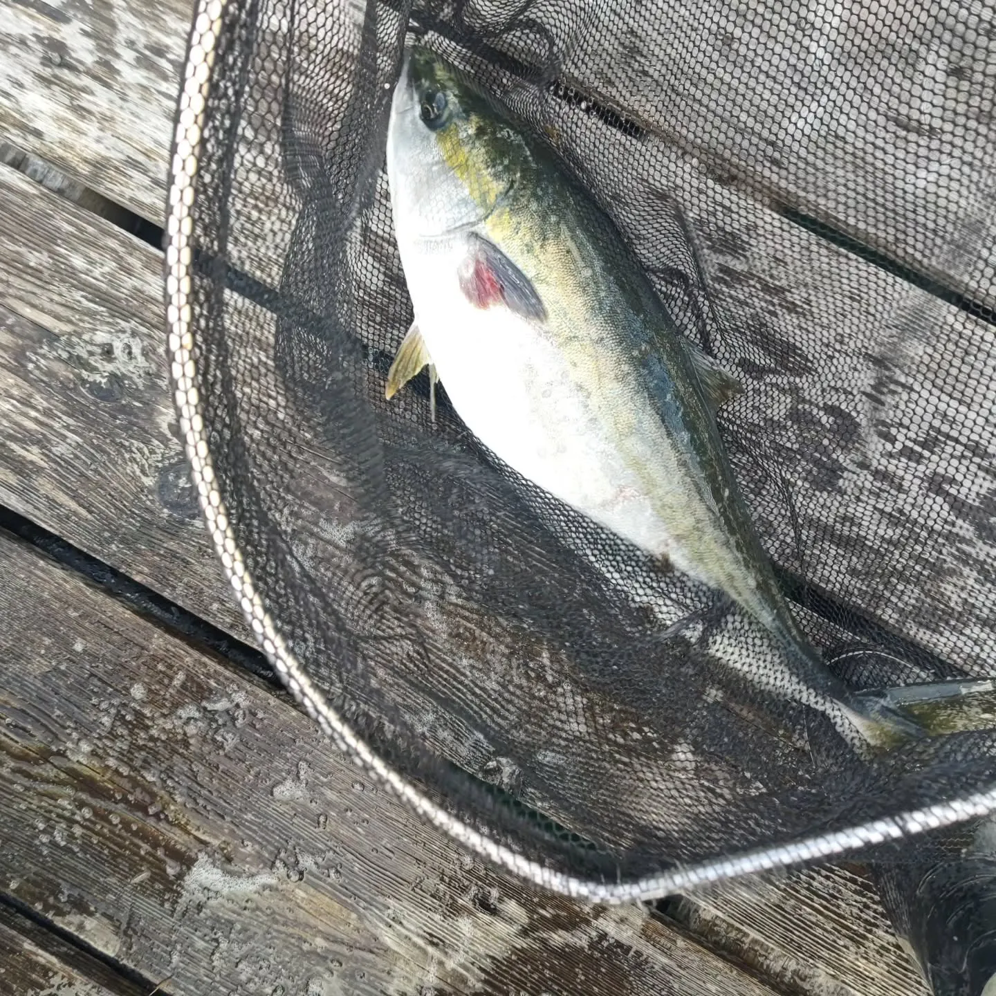 本日のお昼前に