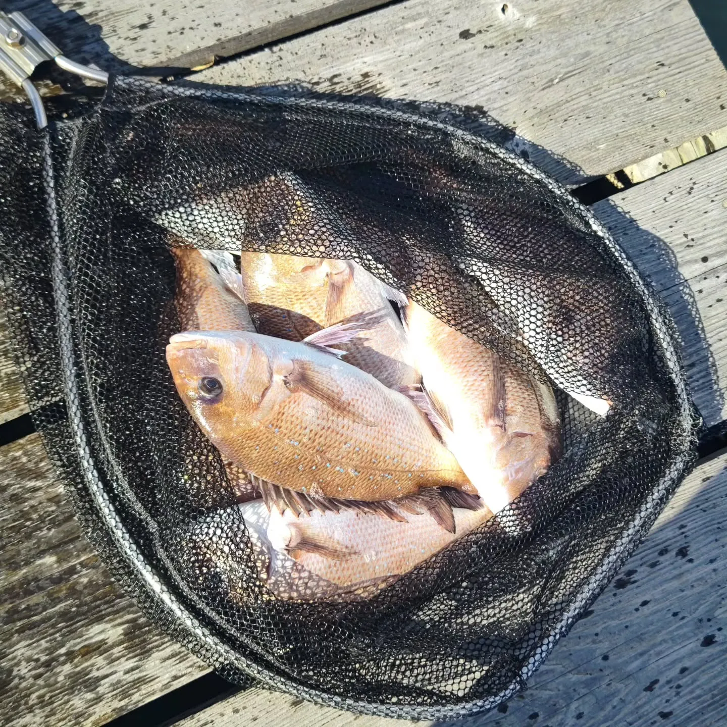 本日のお昼前に