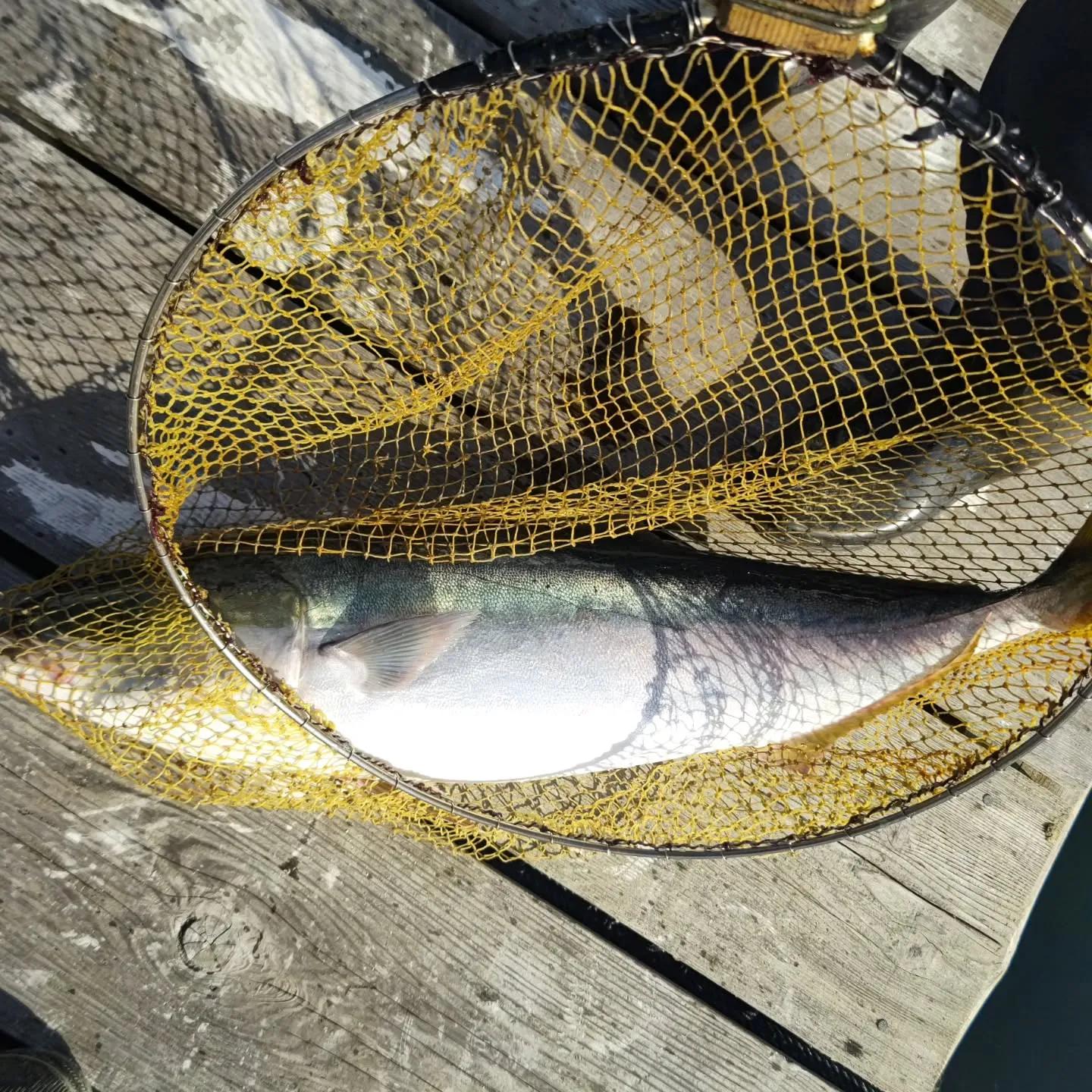 本日午後から天然ブリとワラサと