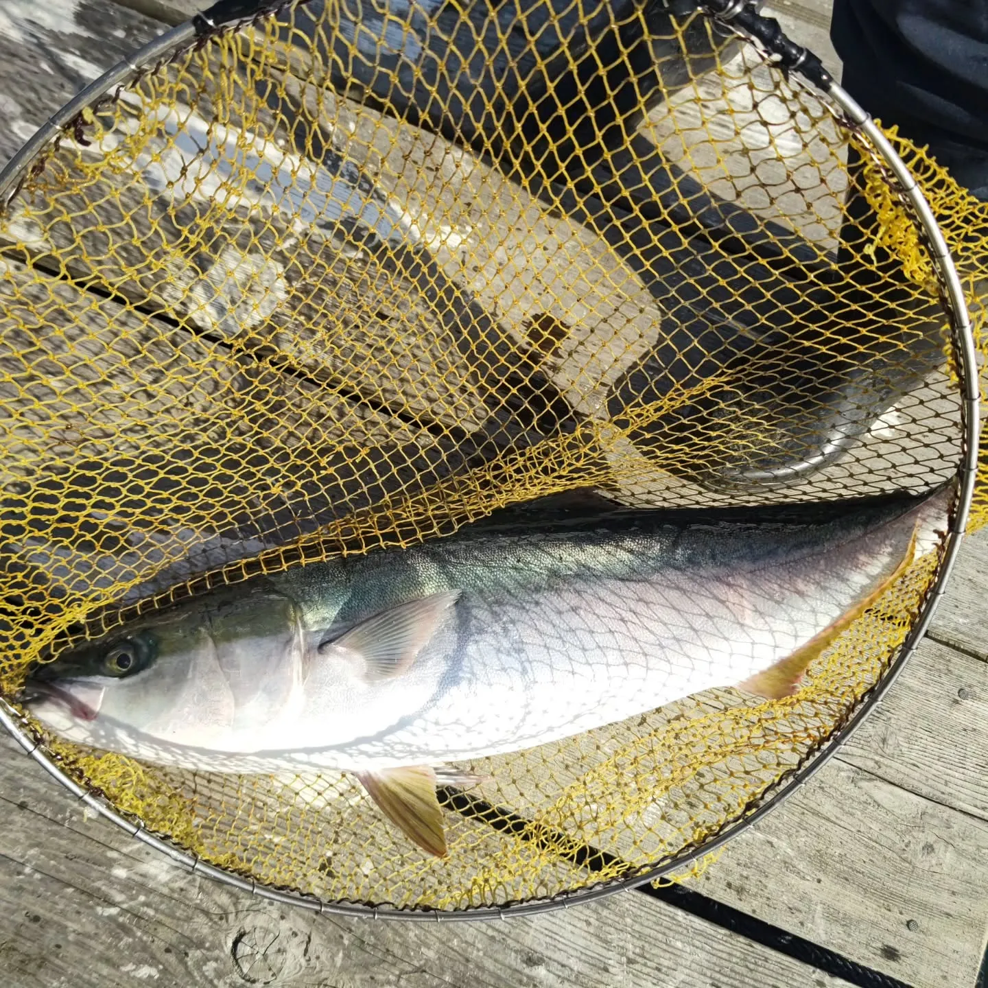 本日午後から天然ブリとワラサと