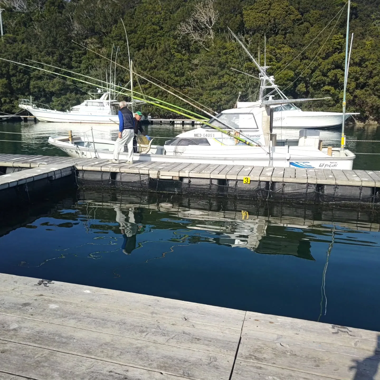 本日午後から天然ブリとワラサと