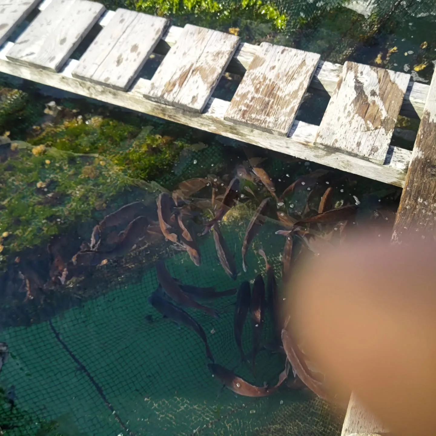 ２月中はメンテナンスのため