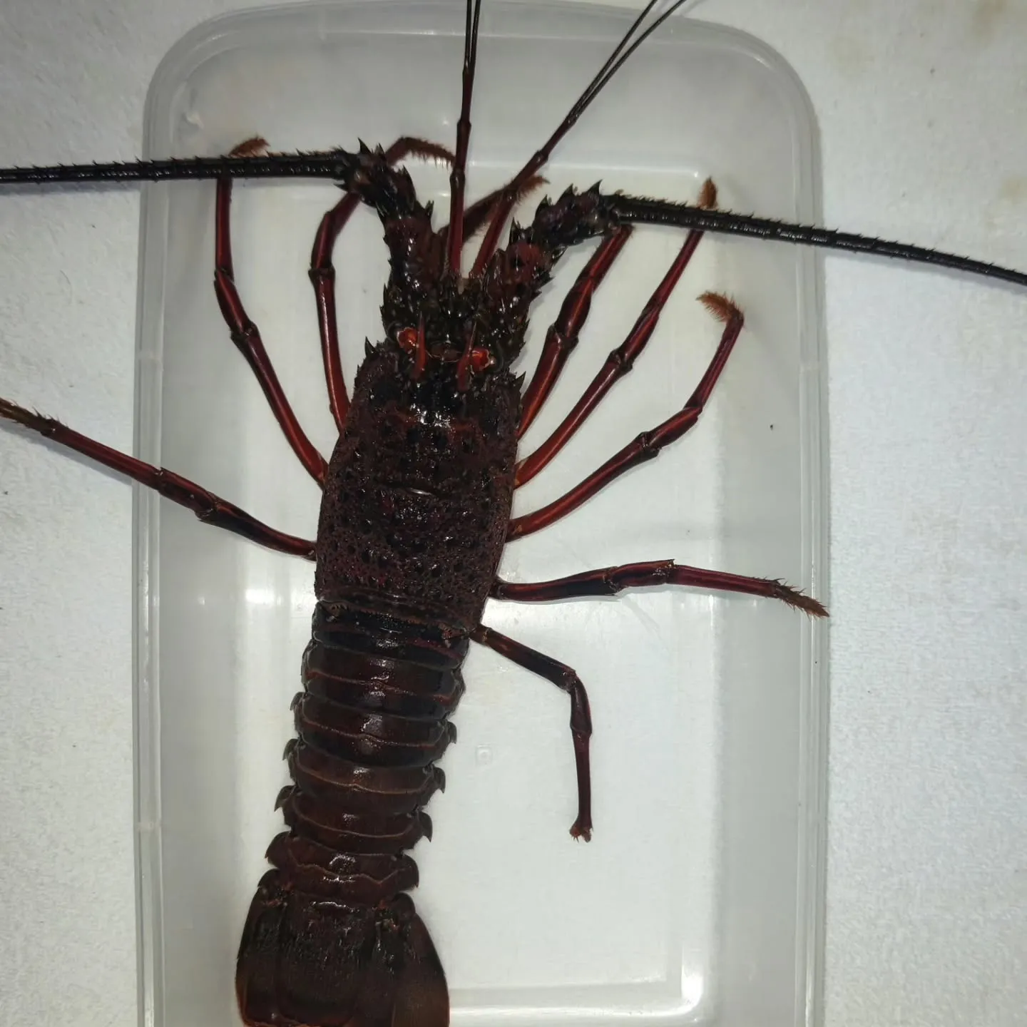 久しぶりの投稿なので