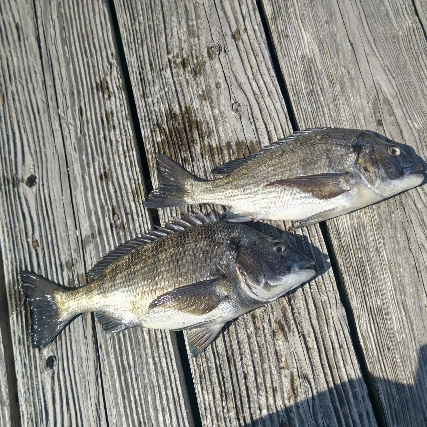 昨日は爆風の中でしたが、今期の初チヌが