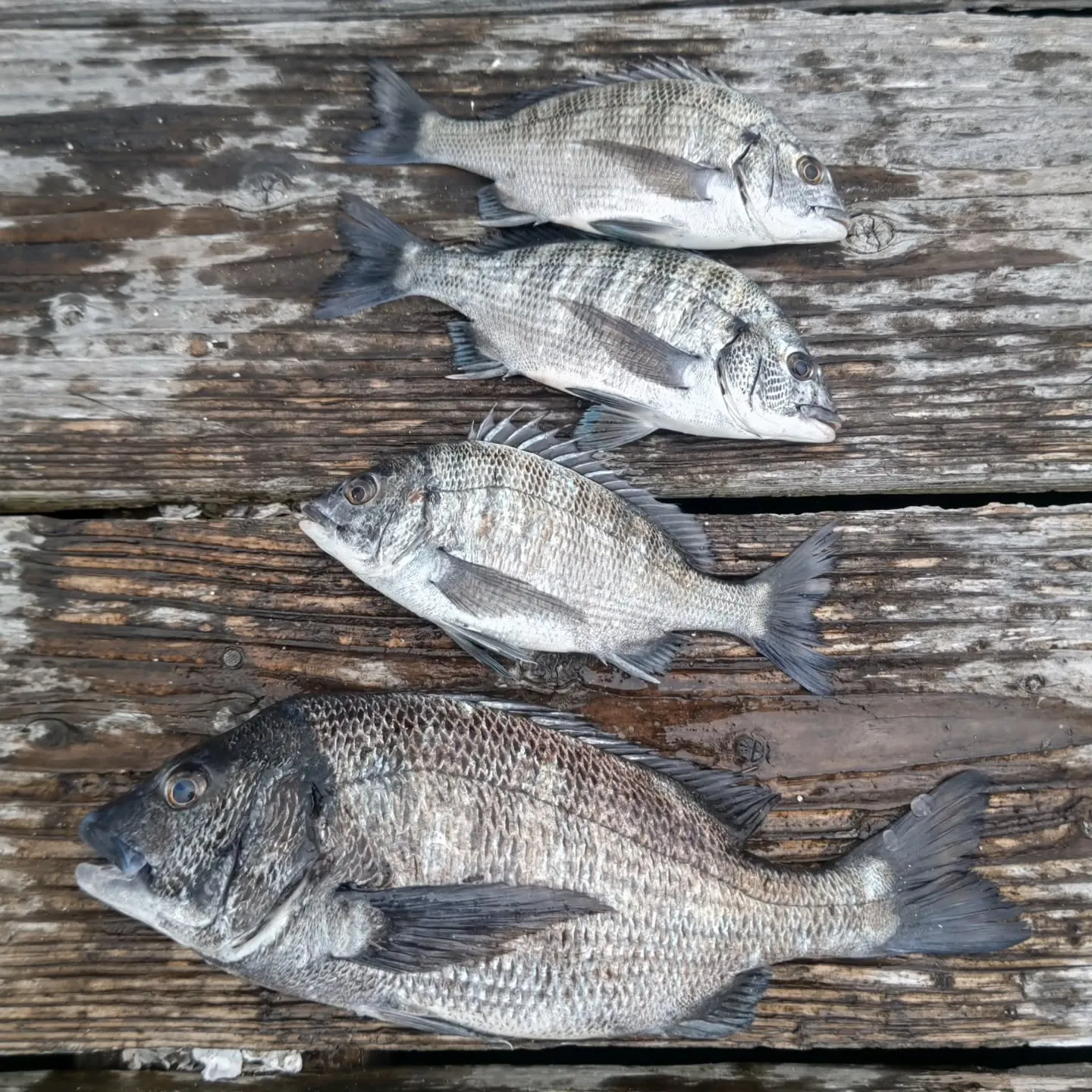 水温が数日前よりも下がってたのと