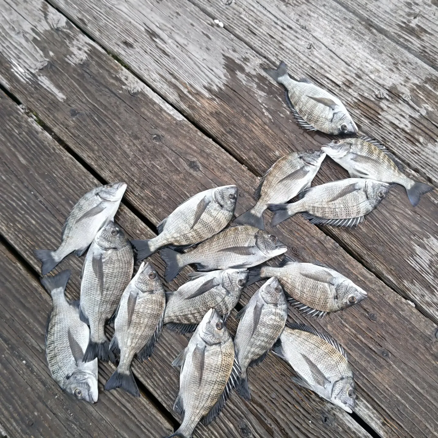 水温が数日前よりも下がってたのと