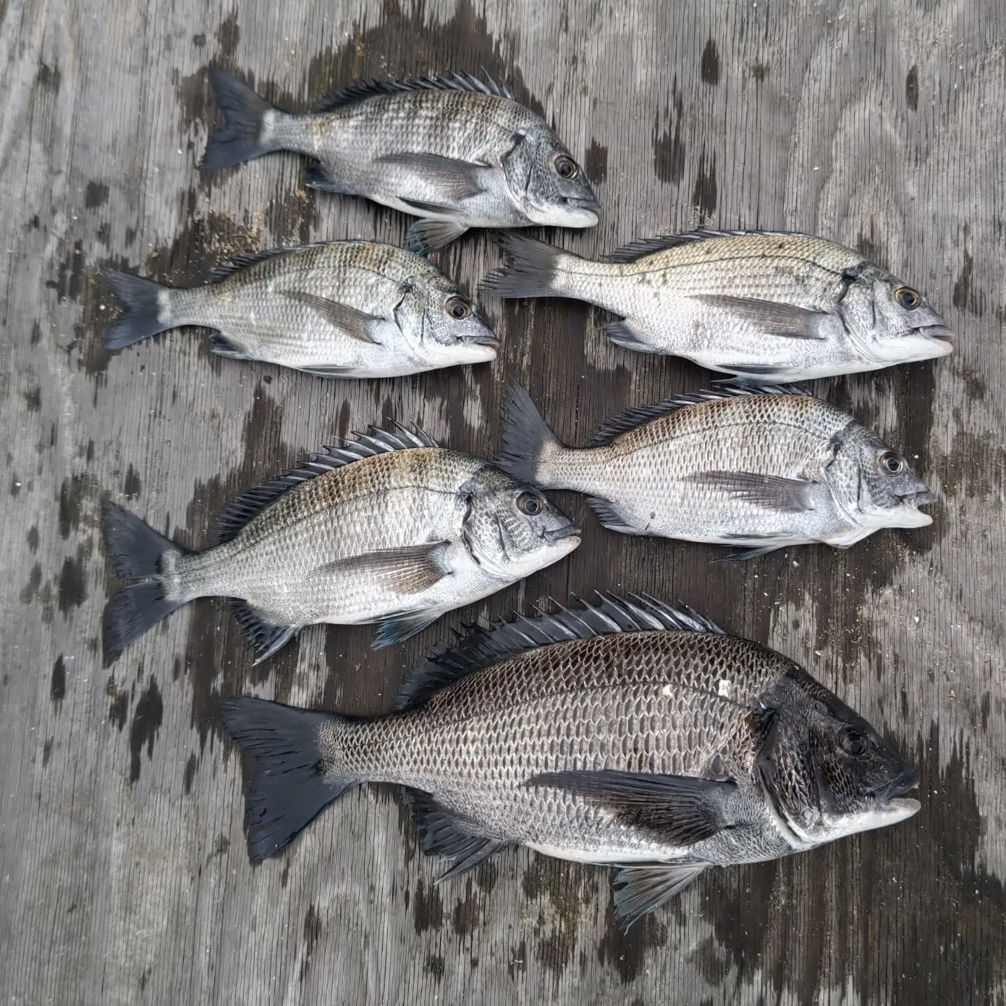 水温が数日前よりも下がってたのと