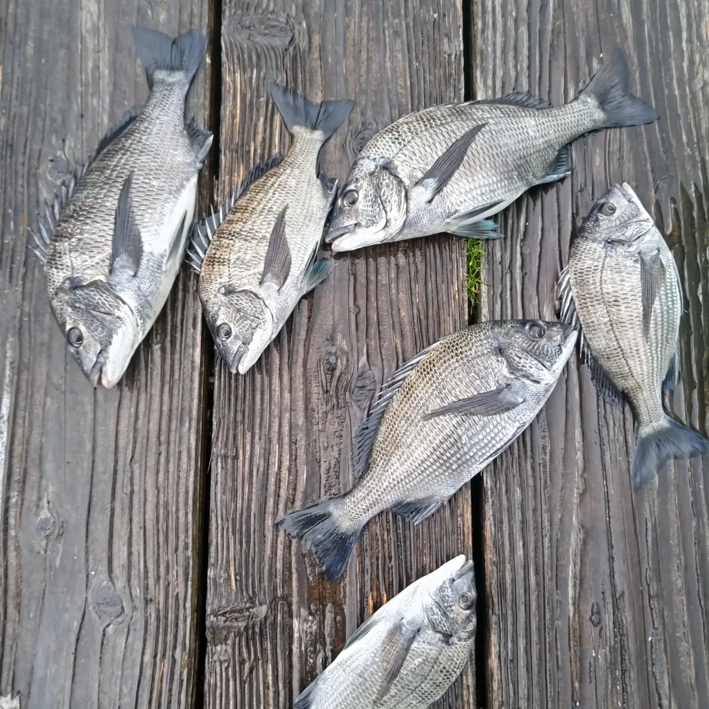 水温が数日前よりも下がってたのと