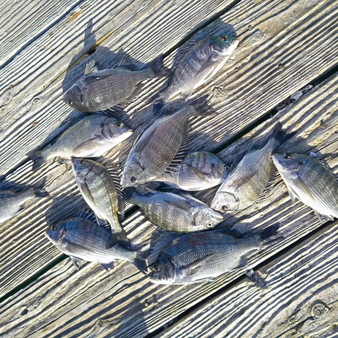 エサ取りの活性も低いようですが