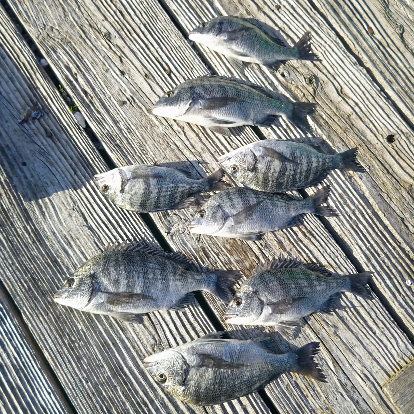 エサ取りの活性も低いようですが