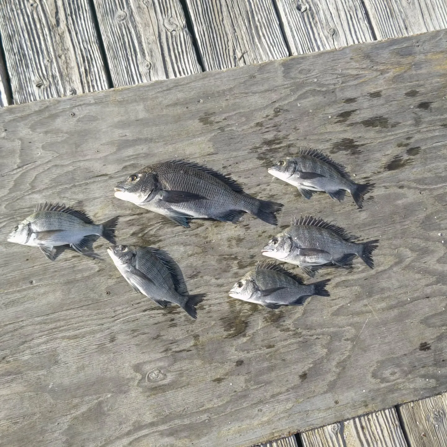 フィッシングパークトリトンです。