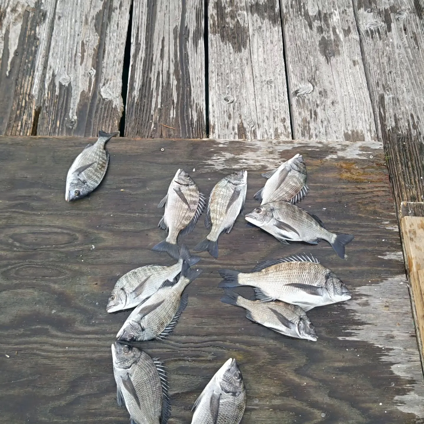 フィッシングパークトリトンです。