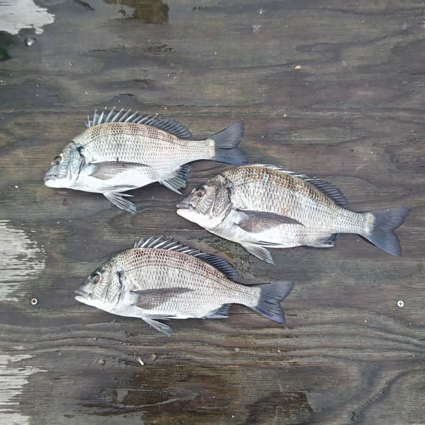 フィッシングパークトリトンです。