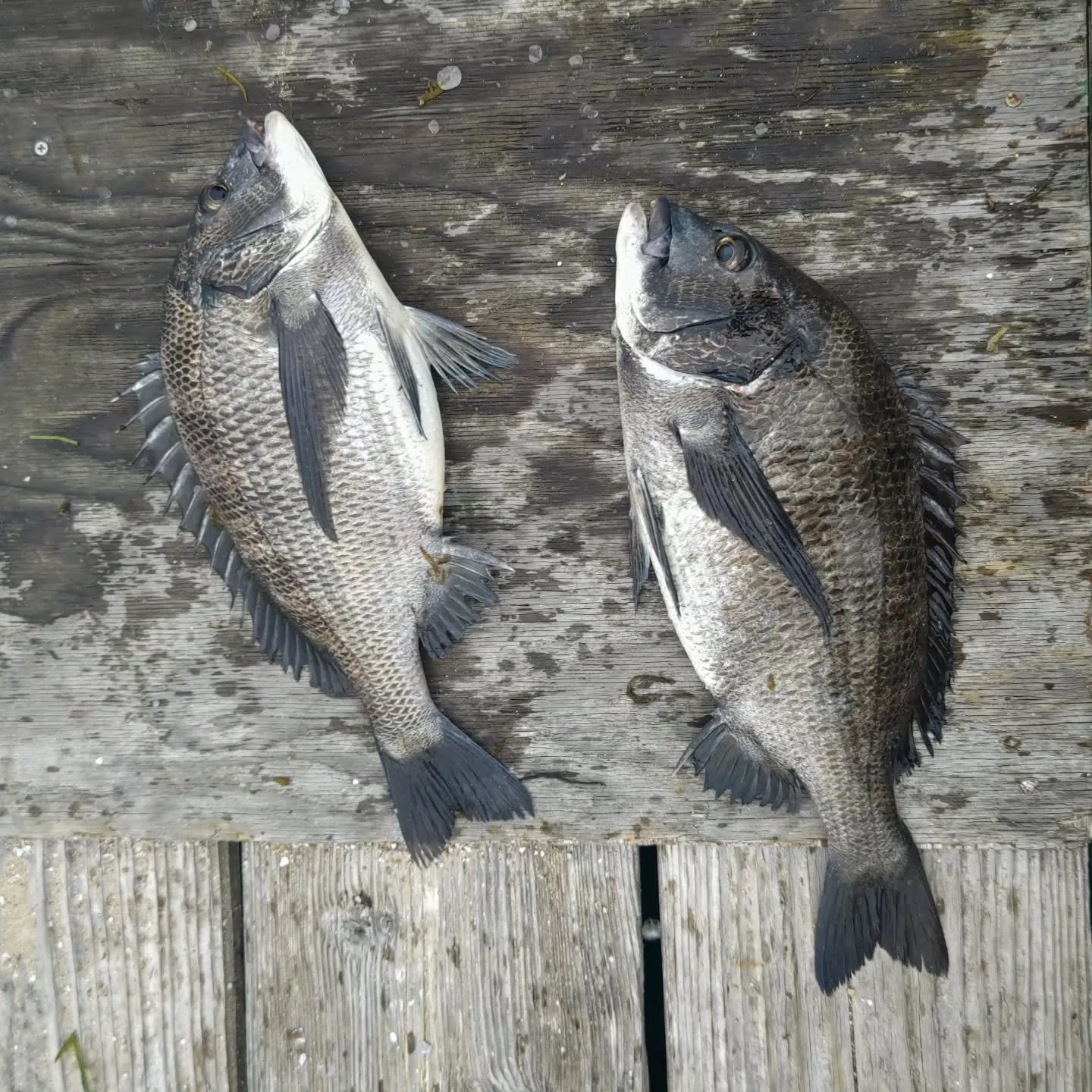 昨日は水温が１４℃でしたが