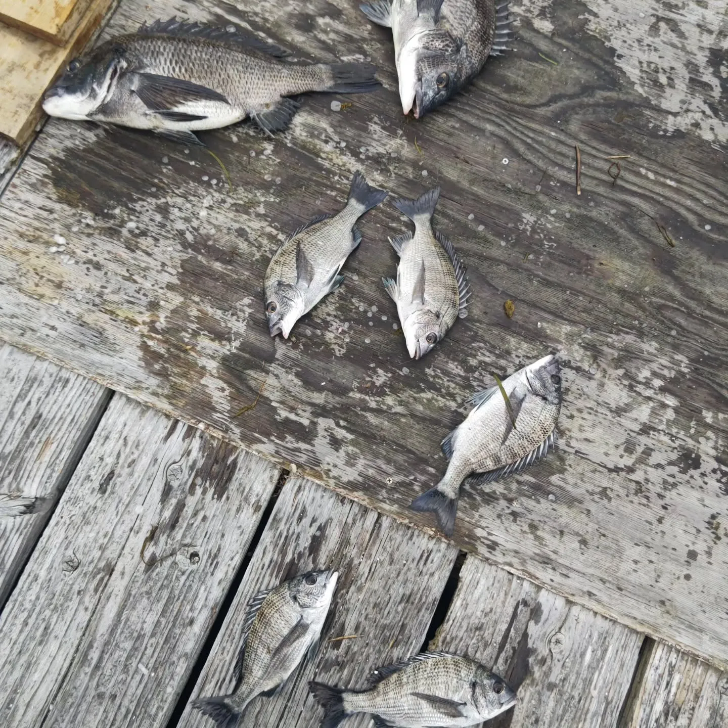 昨日は水温が１４℃でしたが