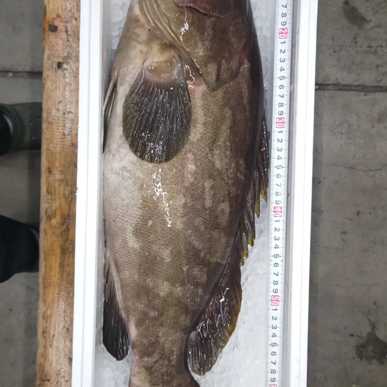 釣り船の後輩から志摩沖で