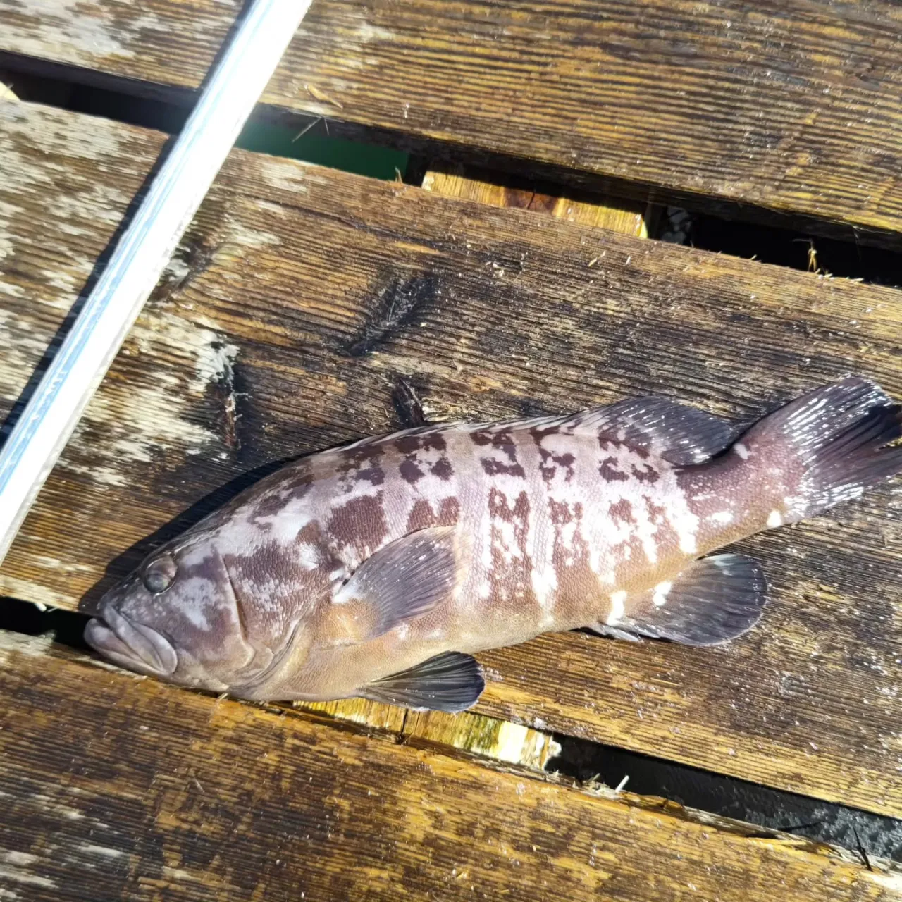 ３連休前なので朝から魚を入荷しました。