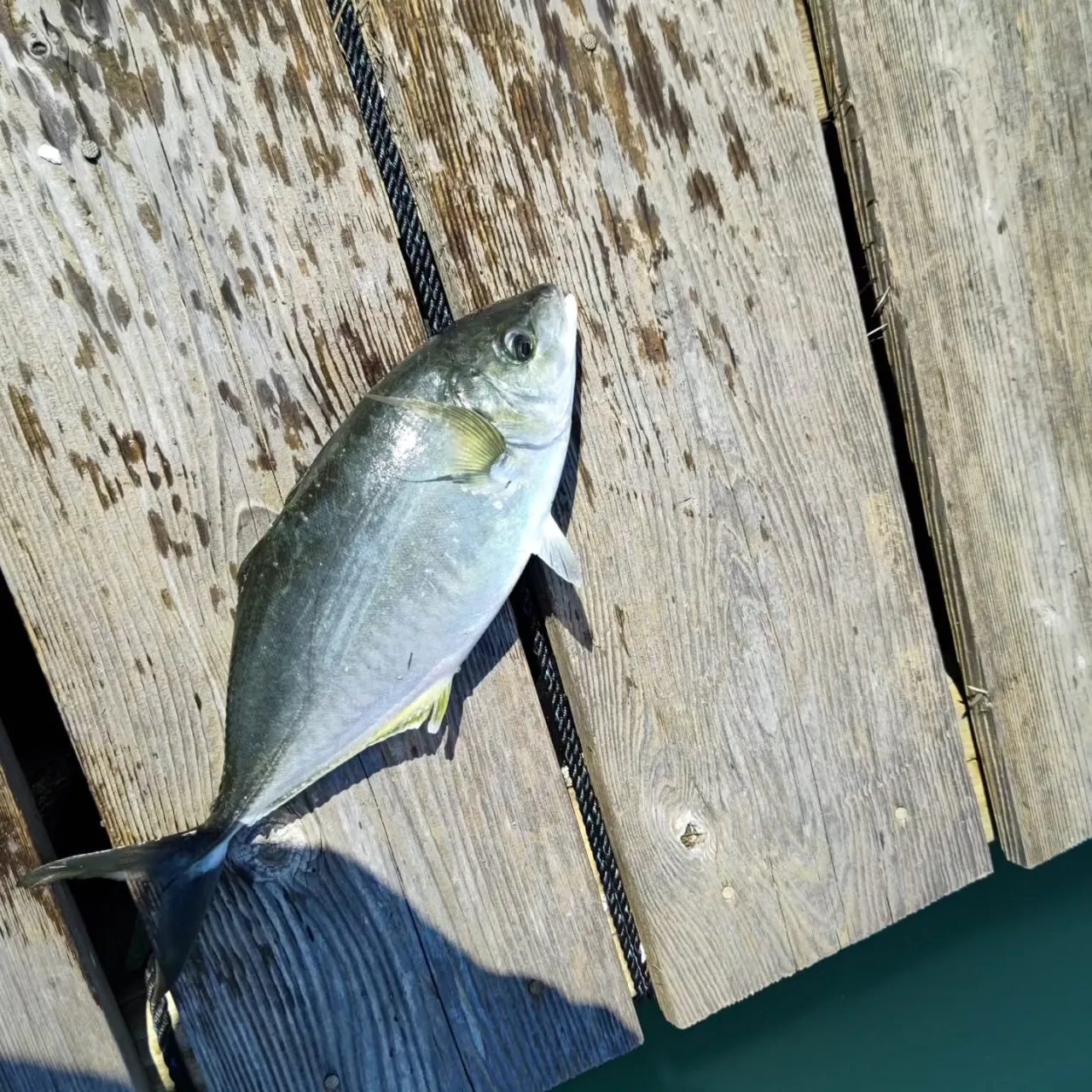 ３連休前なので朝から魚を入荷しました。