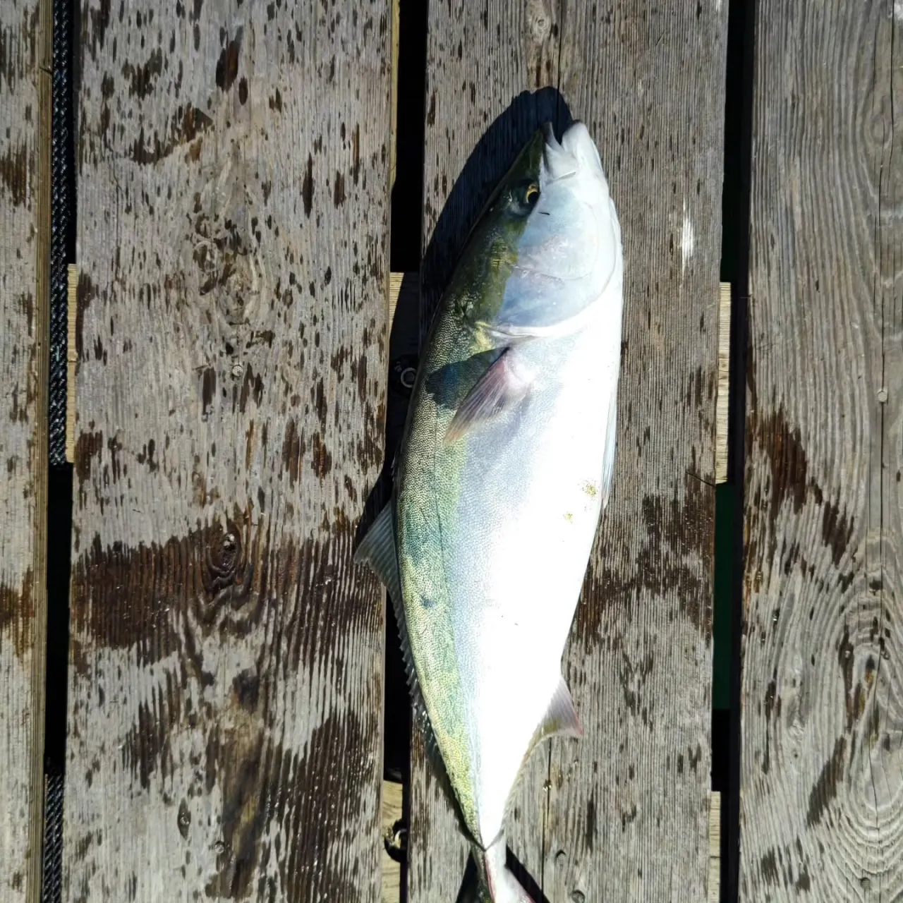 ３連休前なので朝から魚を入荷しました。